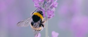 Preview wallpaper lavender, bee, wings, flower