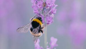 Preview wallpaper lavender, bee, wings, flower