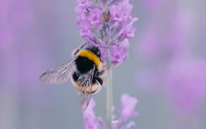 Preview wallpaper lavender, bee, wings, flower