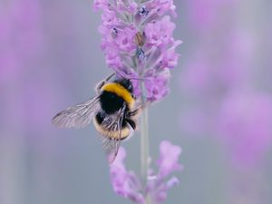 Preview wallpaper lavender, bee, wings, flower