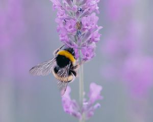 Preview wallpaper lavender, bee, wings, flower