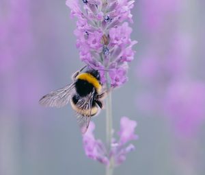 Preview wallpaper lavender, bee, wings, flower