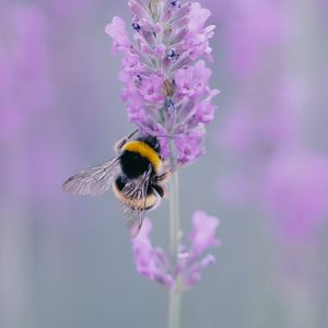 Preview wallpaper lavender, bee, wings, flower