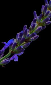 Preview wallpaper lavender, buds, inflorescence, black background, flower