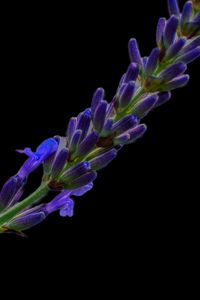 Preview wallpaper lavender, buds, inflorescence, black background, flower