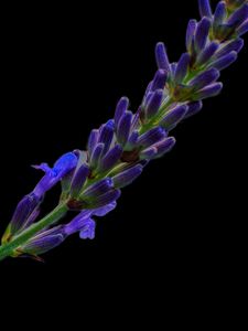 Preview wallpaper lavender, buds, inflorescence, black background, flower