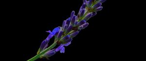 Preview wallpaper lavender, buds, inflorescence, black background, flower