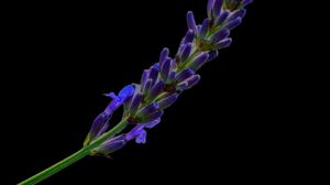 Preview wallpaper lavender, buds, inflorescence, black background, flower