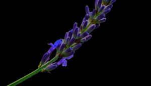 Preview wallpaper lavender, buds, inflorescence, black background, flower