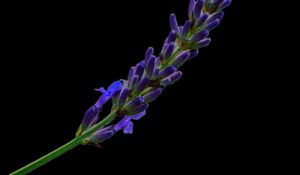 Preview wallpaper lavender, buds, inflorescence, black background, flower