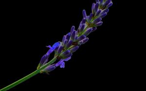 Preview wallpaper lavender, buds, inflorescence, black background, flower