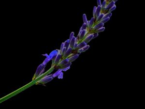 Preview wallpaper lavender, buds, inflorescence, black background, flower