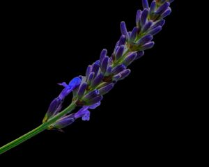 Preview wallpaper lavender, buds, inflorescence, black background, flower