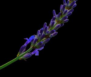 Preview wallpaper lavender, buds, inflorescence, black background, flower