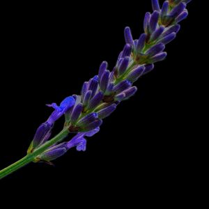 Preview wallpaper lavender, buds, inflorescence, black background, flower