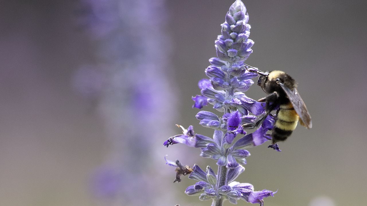 Wallpaper lavender, bumblebee, macro, blur