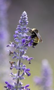 Preview wallpaper lavender, bumblebee, macro, blur