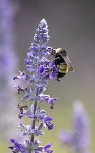 Preview wallpaper lavender, bumblebee, macro, blur