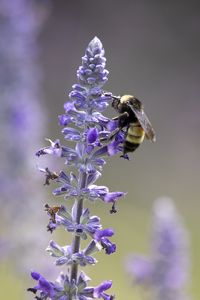 Preview wallpaper lavender, bumblebee, macro, blur