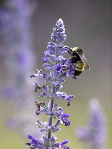 Preview wallpaper lavender, bumblebee, macro, blur