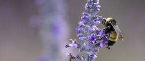 Preview wallpaper lavender, bumblebee, macro, blur