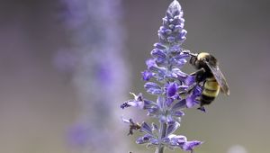 Preview wallpaper lavender, bumblebee, macro, blur