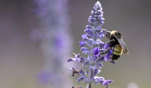 Preview wallpaper lavender, bumblebee, macro, blur