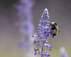 Preview wallpaper lavender, bumblebee, macro, blur