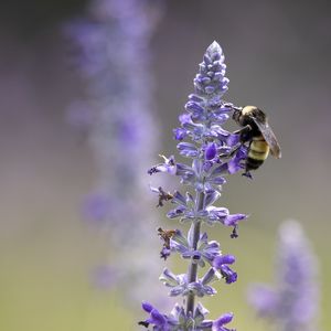 Preview wallpaper lavender, bumblebee, macro, blur