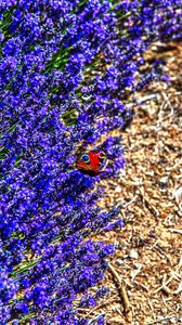 Preview wallpaper lavender, butterfly, flowers, macro