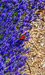 Preview wallpaper lavender, butterfly, flowers, macro