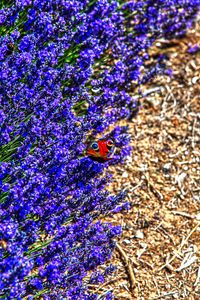 Preview wallpaper lavender, butterfly, flowers, macro