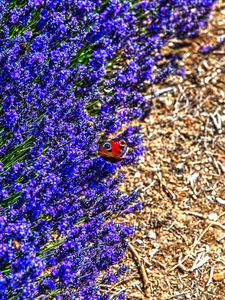 Preview wallpaper lavender, butterfly, flowers, macro