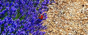 Preview wallpaper lavender, butterfly, flowers, macro