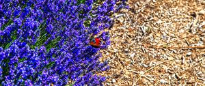 Preview wallpaper lavender, butterfly, flowers, macro