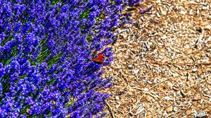 Preview wallpaper lavender, butterfly, flowers, macro