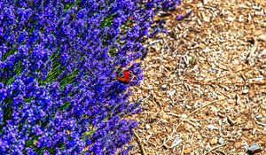 Preview wallpaper lavender, butterfly, flowers, macro