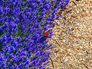 Preview wallpaper lavender, butterfly, flowers, macro