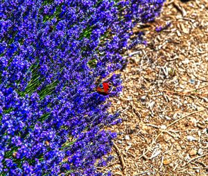 Preview wallpaper lavender, butterfly, flowers, macro