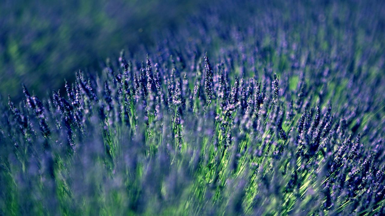 Wallpaper lavender, field, blur