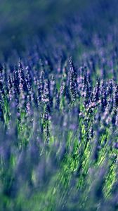 Preview wallpaper lavender, field, blur