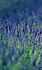 Preview wallpaper lavender, field, blur