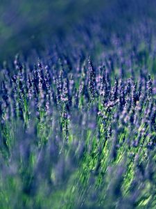 Preview wallpaper lavender, field, blur