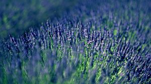 Preview wallpaper lavender, field, blur