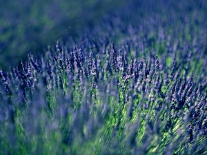 Preview wallpaper lavender, field, blur