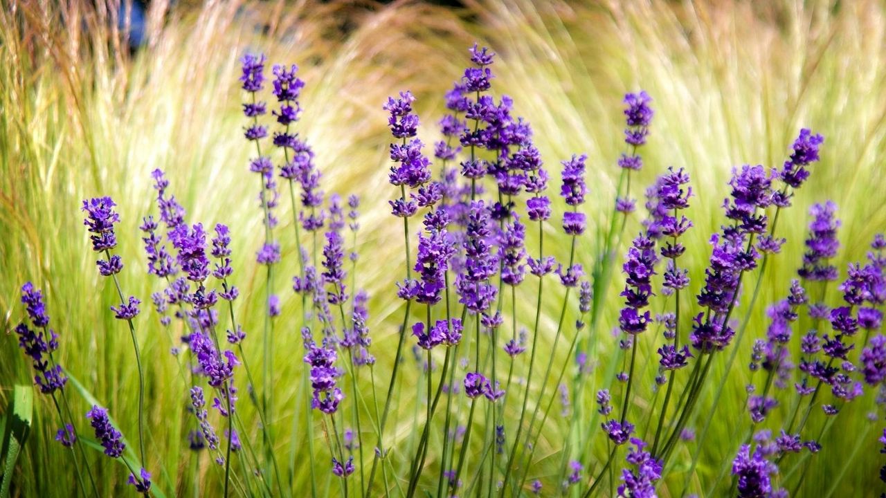 Wallpaper lavender, field, blur, sharpen