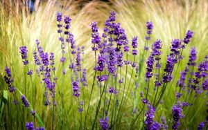 Preview wallpaper lavender, field, blur, sharpen