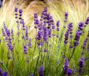 Preview wallpaper lavender, field, blur, sharpen