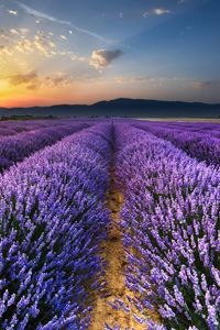 Preview wallpaper lavender, field, flowers, horizon