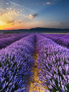 Preview wallpaper lavender, field, flowers, horizon